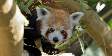 Rote Pandas Sch&ouml;nbrunn