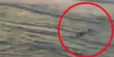 Surfer verblutet nach Hai-Attacke