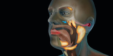 neues Organ mitten im Kopf entdeckt