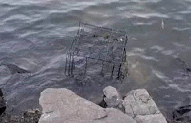 Mann wollte Welpen seiner Ex ertränken: Haft