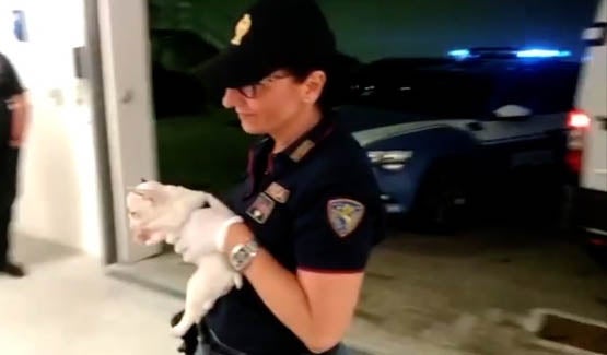 Welpen Italien Udine