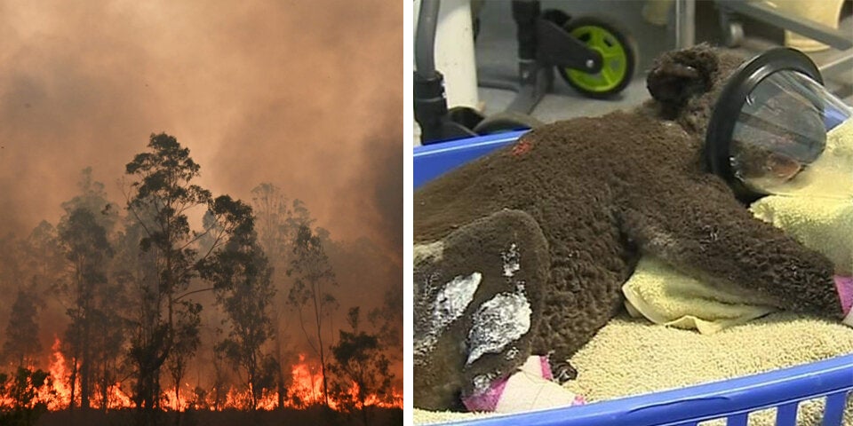Waldbrände Australien Koala