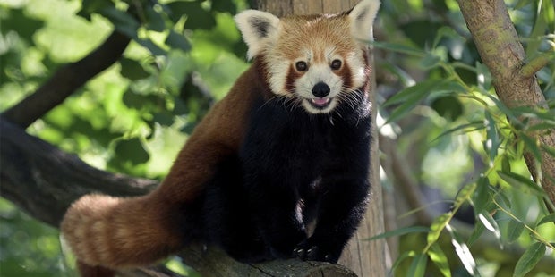 Rote Pandas Schönbrunn