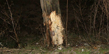 Pkw kam von Straße ab und rammte Baum