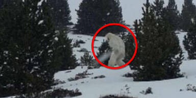 Wurde hier ein Yeti gesichtet?