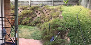 Hier versteckt sich eine riesige Schlange