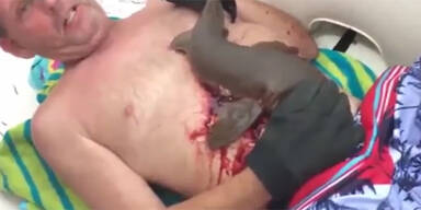 Maccarty Hai verbeißt sich ich Taucher Florida