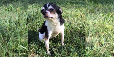 Rumpelstiltskin Chihuahua