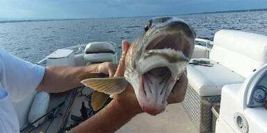 Fisch mit zwei M&auml;ulern
