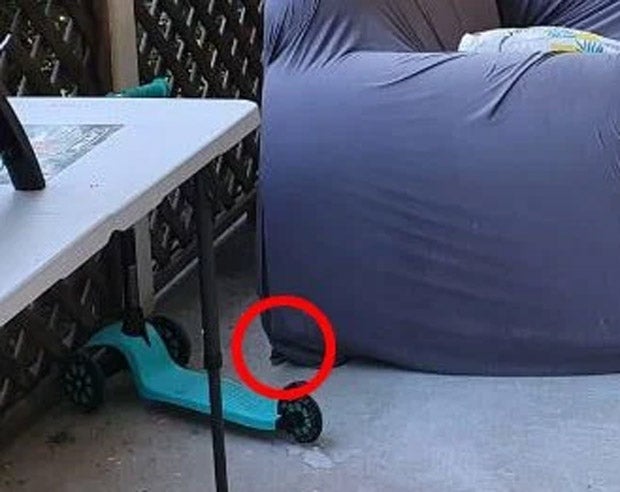 Wo versteckt sich hier eine 2 Meter lange Schlange?