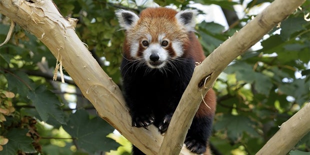 Rote Pandas Schönbrunn