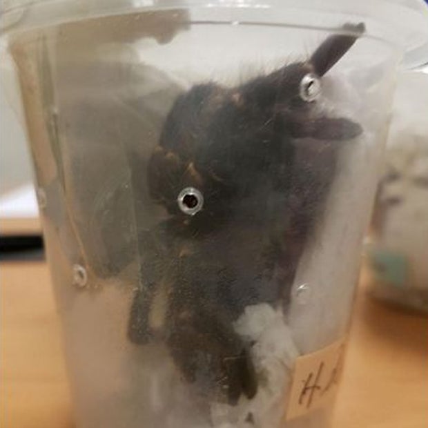 Taranteln Singapur Strafe