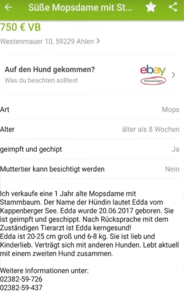 Stadt pfändete Mops und verkaufte ihn bei Ebay