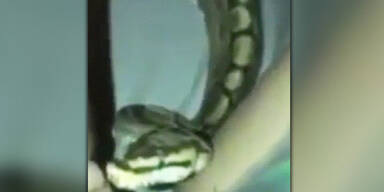 Frau zeigt stolz ihre Schlange – und bereut es nur Sekunden später