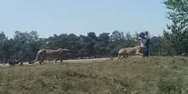 Beekse Bergen Safaripark