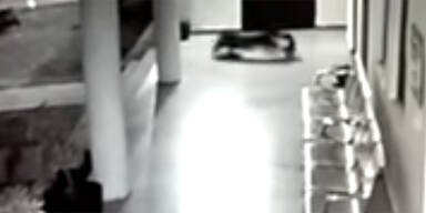 Leopard Welpe H&uuml;ndin Indien