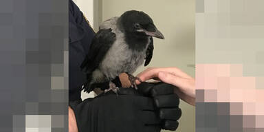 Kr&auml;he Baby Wien