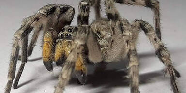 Südrussische Tarantel