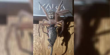 Riesenspinne opossum