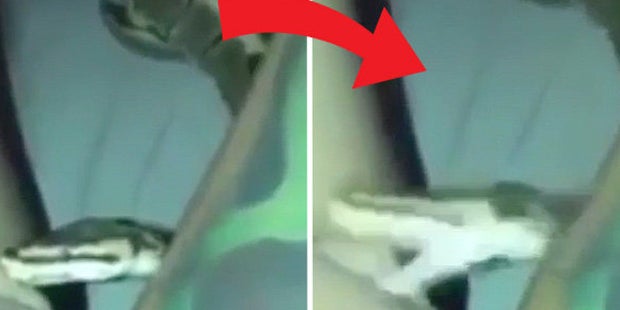 Frau zeigt stolz ihre Schlange – und bereut es nur Sekunden später