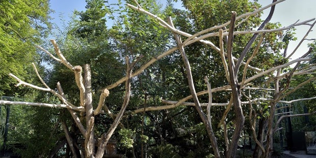 Rote Pandas Schönbrunn