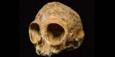 Dieser Sch&auml;del belegt den Ursprung von Menschenaffen