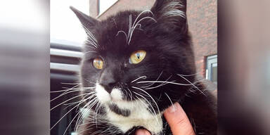 Kater mit Lkw nach Holland