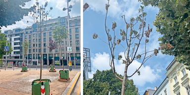 Wanderb&auml;ume Vassilakou Esterhazy-Park