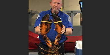 9-Kilo-Hummer in Reisekoffer gefunden