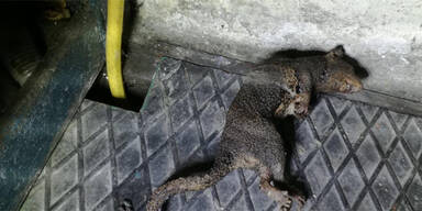 Ratte setzt steirisches Kraftwerk in Brand