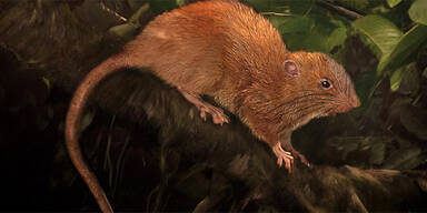 Diese Riesen-Ratte knackt sogar Kokosn&uuml;sse