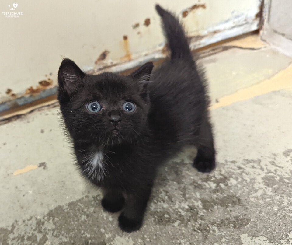Wegen Teuerung: Immer mehr Tiere werden im Heim abgegeben