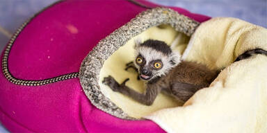 Todesdrama um Affenbaby Heather