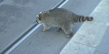 Waschb&auml;r betrunken Erfurt