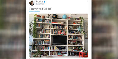 Katzen Suchspiel Kate Hinds