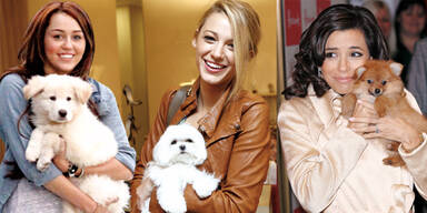 Die sch&ouml;nsten Hunde-Accessoires