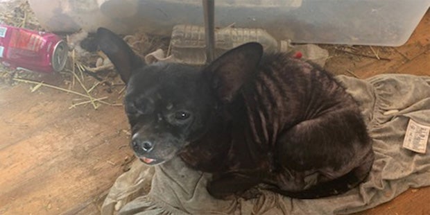 Drei Kinder aus Horror-Haus mit 245 Tieren befreit