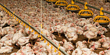 Betrug mit Bio-Eiern: B&auml;uerin angeklagt