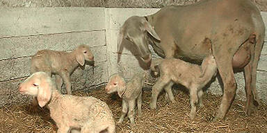 Sensation: Schaf bekam Vierlinge