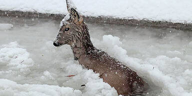 Reh aus Eiskanal gerettet