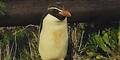 punguin