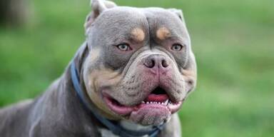 American Bully