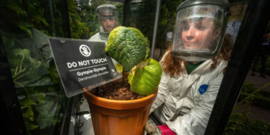 Das ist die giftigste Pflanze der Welt