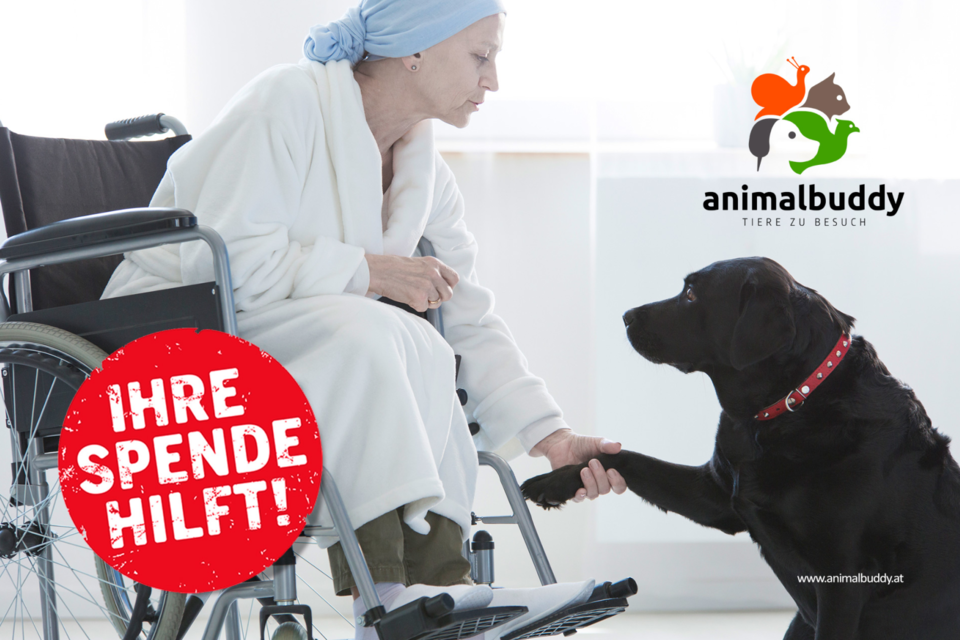 4-beinige Freunde helfen Sorgen zu vergessen