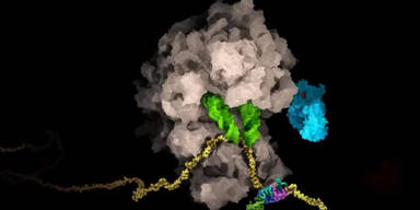 Schwachstelle des Coronavirus