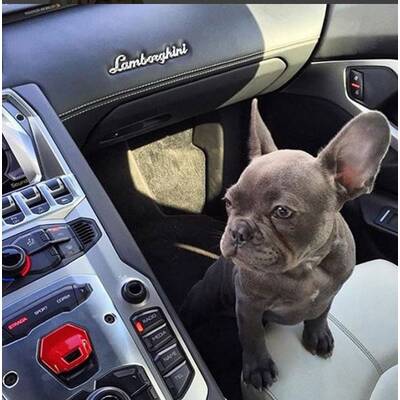 Rich Parents of Instagram