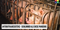 Schweinemast in Käfigboxen verursacht Antibiotika-Resistenz - Unsere Tiere oe24.TV