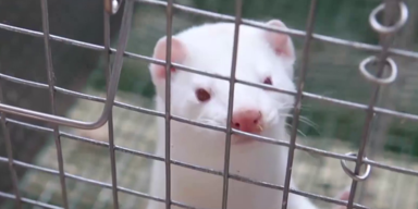 Unsere Tiere - Tierschutz-CH - D&auml;nemark Nerze - 2 - Sendung08112020