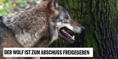 Wolf im Profil