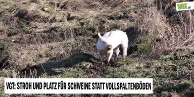 VGT 2.PNG